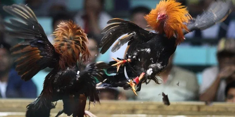 Đá gà cựa dao - Tìm hiểu luật chơi và kinh nghiệm thắng cược lớn