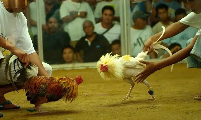 Đá gà Philippines: Đặc trưng, livestream và sức hút tại Đông Nam Á Đá gà Philippines: Đặc trưng, livestream và sức hút tại Đông Nam Á